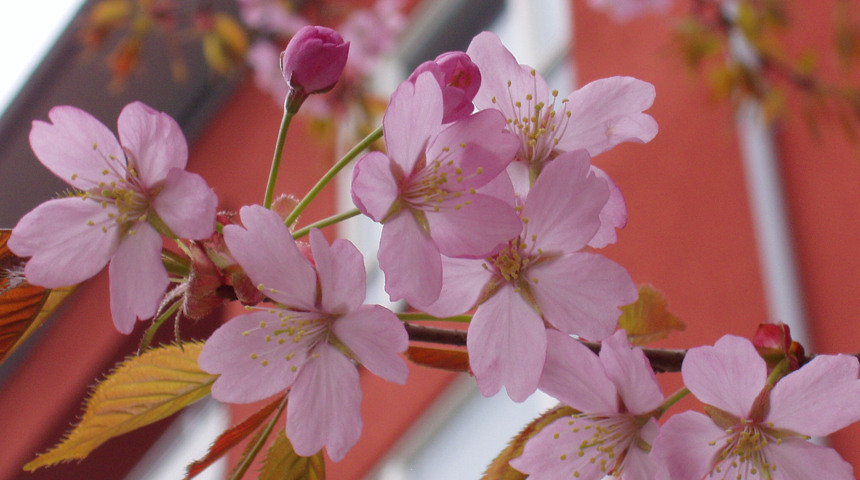 Närbild på körsbärsblommor med röd fasad i bakgrunden.