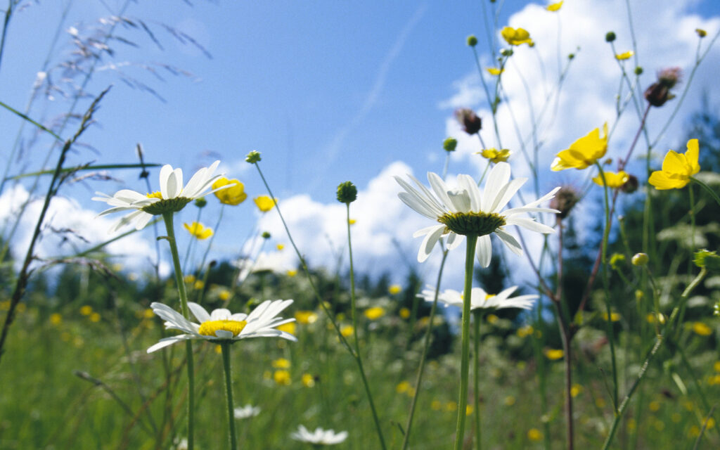 Äng med prästkragar och smörblommor.