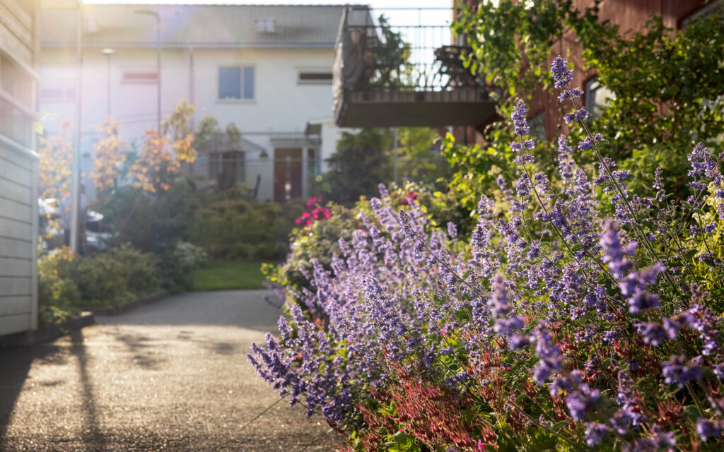 Närbild på blommor med hus i bakgrunden