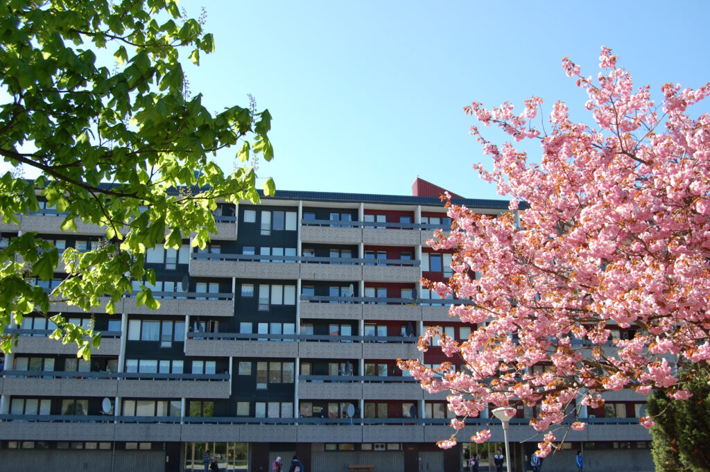 Blommande körsbärsträd och ett grönt träd framför fasad på Skolspåret i Hjällbo.