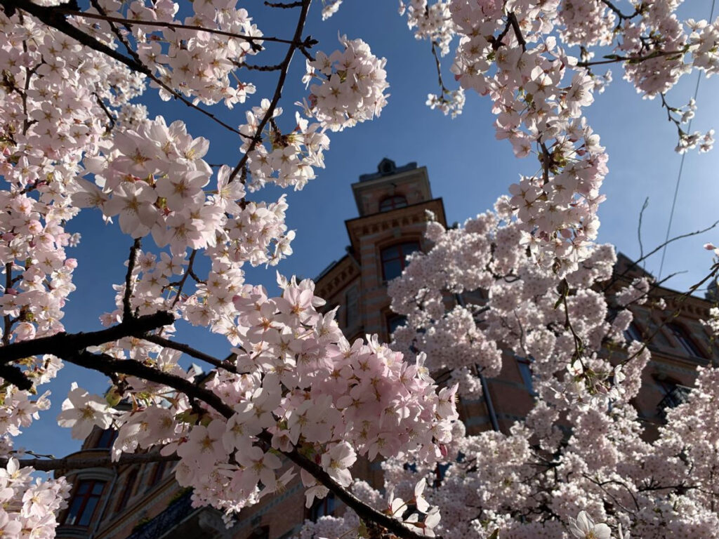 Körbärsblommor med husfasad i bakgrunden.