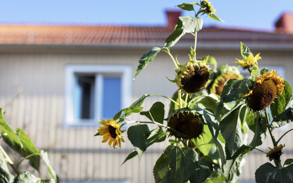 Solrosor i förgrunden med gul husfasad i bakgrunden.