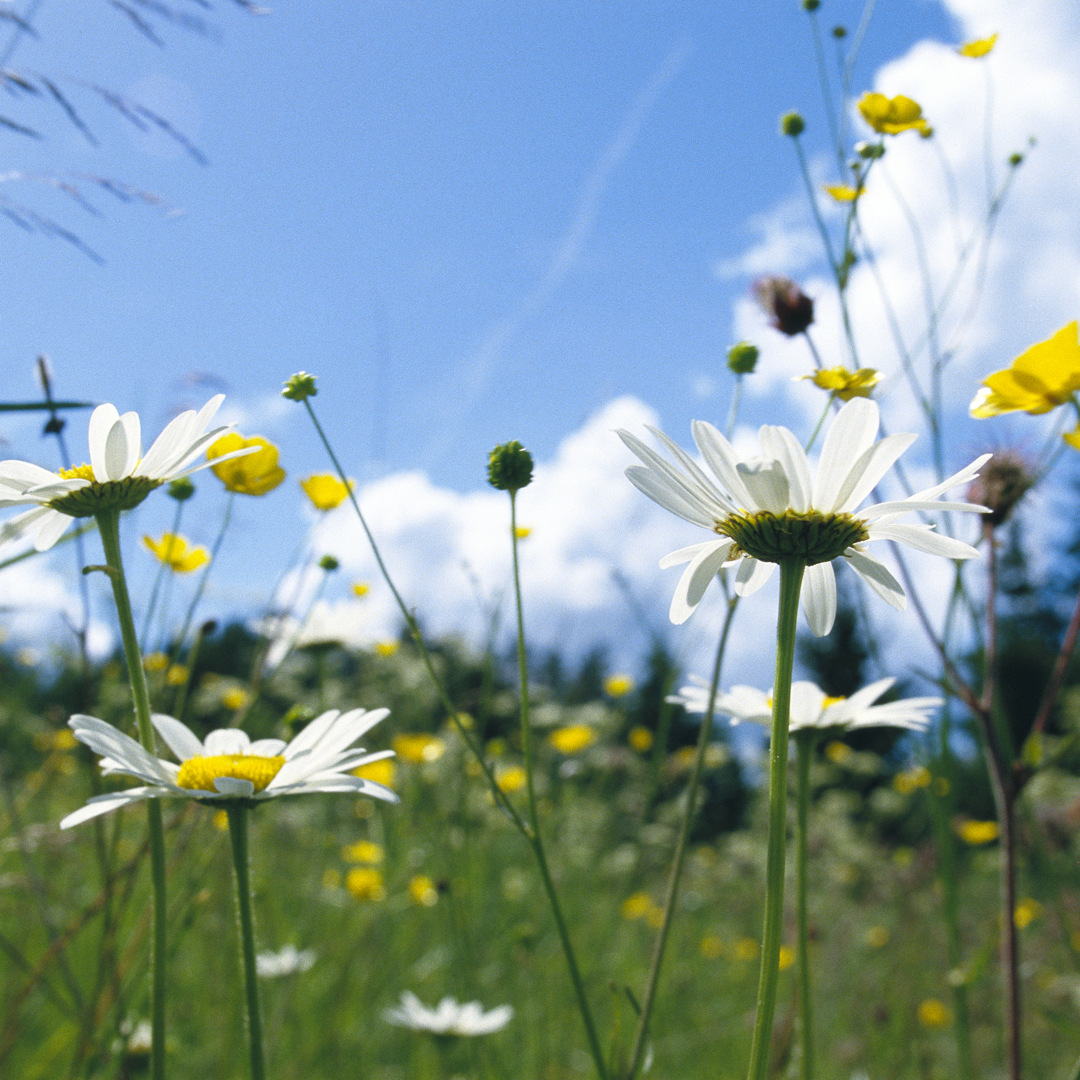 Äng med prästkragar och smörblommor.